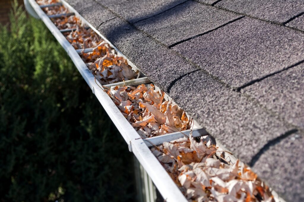 leaves in rain gutter.